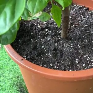 100/18x plant nutrition bars